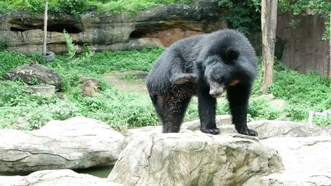 Asiatic black bear Relax in the zoo