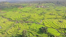 Aerial video in an amazing landscape, with drone, above rice terraces in a beautiful day. 4K