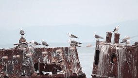 Group of seagulls resting on old rust metal boats