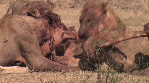 Lions fighting over remains of an impala kill