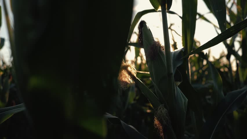 Sunset over the corn field. Corn in the sun.