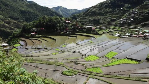Banaue Rice Terrace In Phillipines. Very Populat Place among the Tourist.