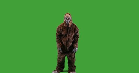 Bigfoot or Sasquatch creature looking around on green screen.