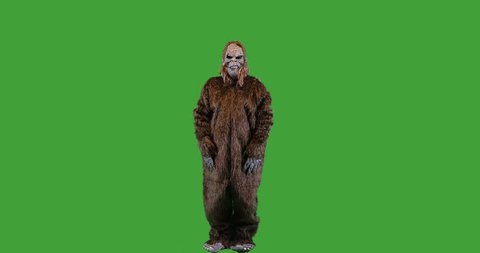 Bigfoot or Sasquatch creature looking and gesturing down  on green screen.