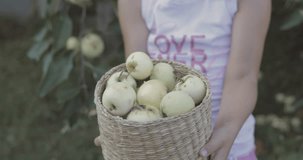 Little pretty girl picks apples in garden. Child helps parents to harvest fruit. 4k video shooting by handheld gimbal