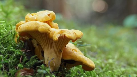 Cantharellus cibarius (chanterelle) is an edible mushroom growing in the natural environment