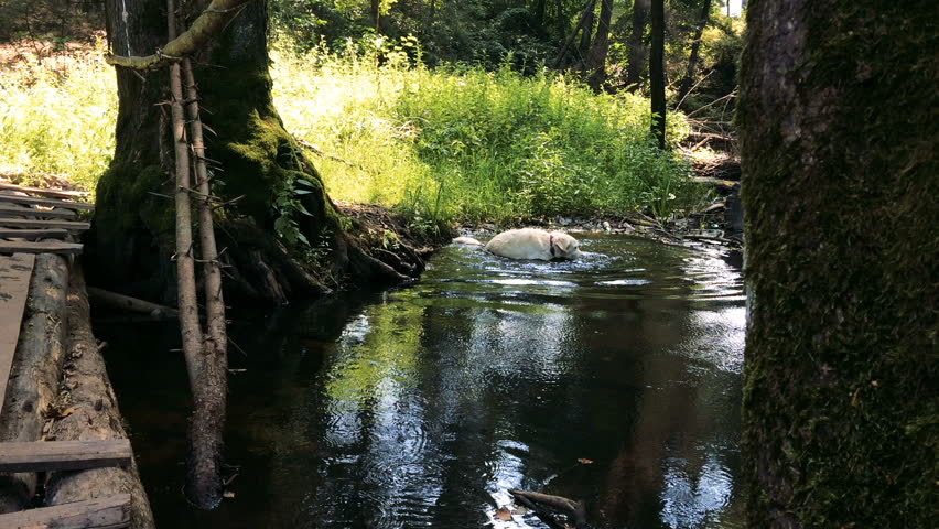 the dog is walking in the woods