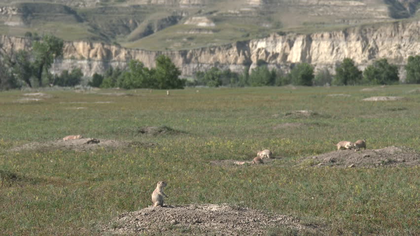 Black-tailed Prairie Dog Many in Summer Colony Town in North Dakota