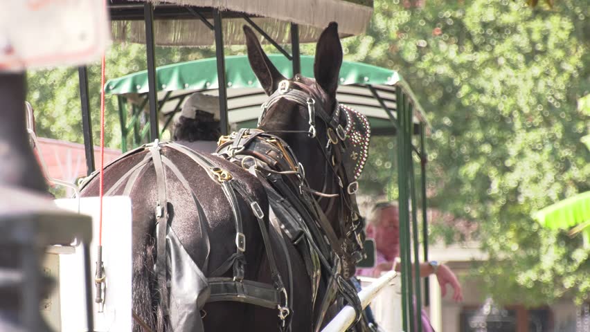 Horse drawn carriages in New Orleans French Quarter