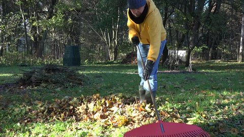 young worker gardener rake autumn leaves in backyard. Seasonal work in autumn garden. 4K