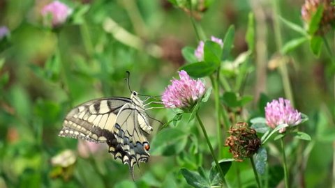 Common yellow Swallowtail handles clover flower (Papilio machaon)