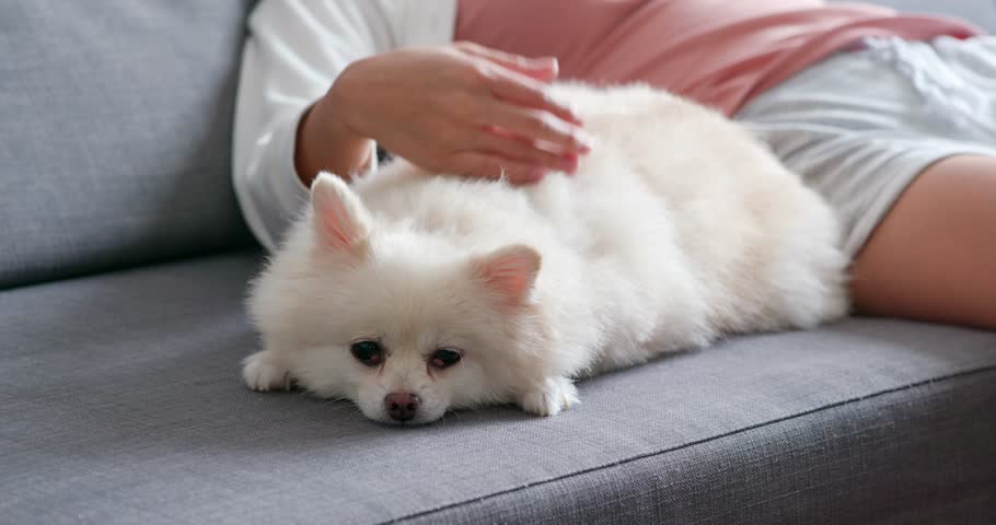 Pet owner touch on Pomeranian dog