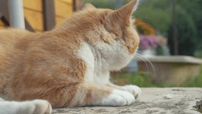 Fat,cute, ginger cat looking around, into camera and clinching it's paw while lying down calmly.  Video taken in evening sun during my visit in Latvia 