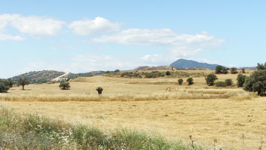Beautiful spring field under blue sky with clouds in Larnaca, Cyprus. Rural landscape of yellow and green grass and trees on idyllic sunny day. No people and mountain on background