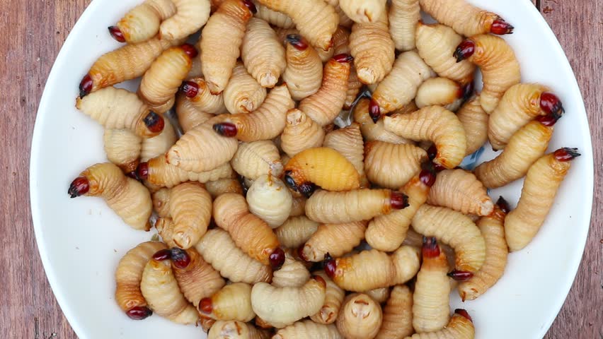 Coconut Beetle Worm Thai Food Protein Snack Worms の動画素材 ロイヤリティフリー Shutterstock