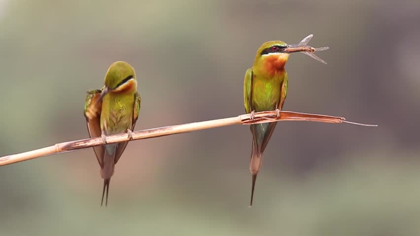 Blue tailed Bee Eater