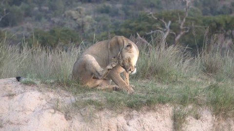 female lion lies with playing cubs on a hill in the savanna in South Africa
