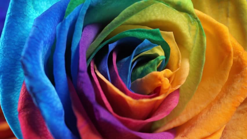 The Rainbow Rose is a Stock Footage Video (100% Royalty-free ...