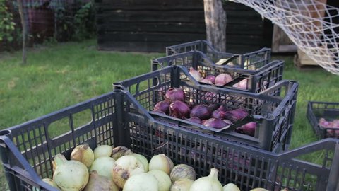 Edible, red and white onions is in a plastic crates, the onion harvest, close-up
