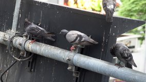 Pigeons on traffic light.