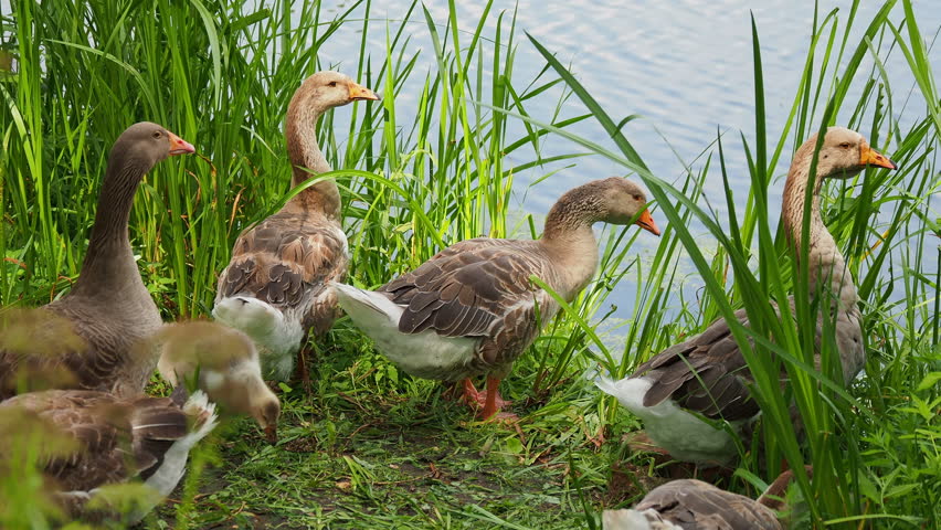Flock of geese and small fluffy gosling are searching for food in green grass. Poultry grazing near the pond.