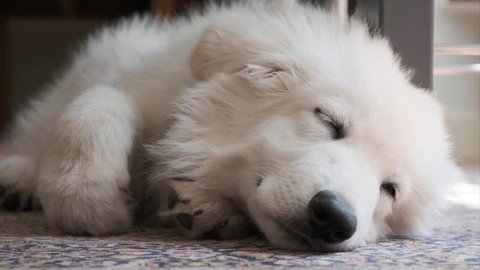 white Shepard puppy sleeping on carpet Swiss Shepard