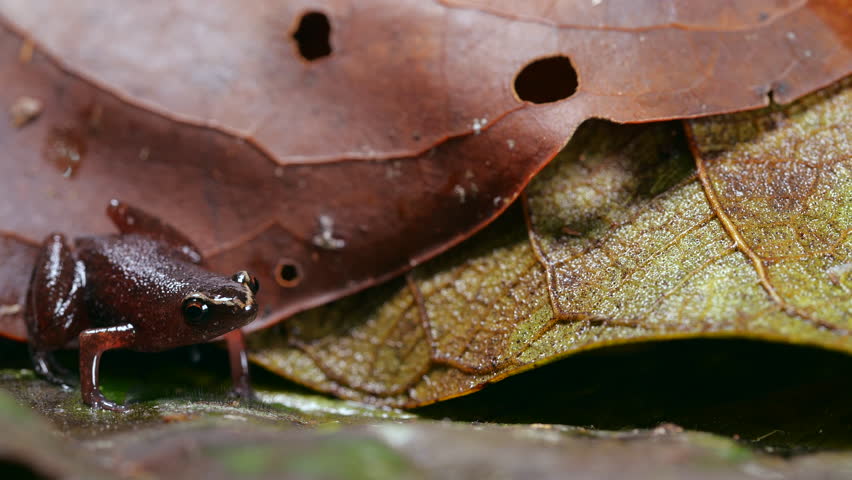 Peruvian leaf litter frog (Chiasmocleis tridactyla). A vary rare tiny frog from the forest floor in the Ecuadorian Amazon. Blinks eyes.