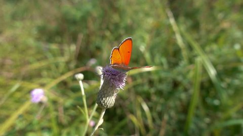 Orange butterfly on flower, slow motion