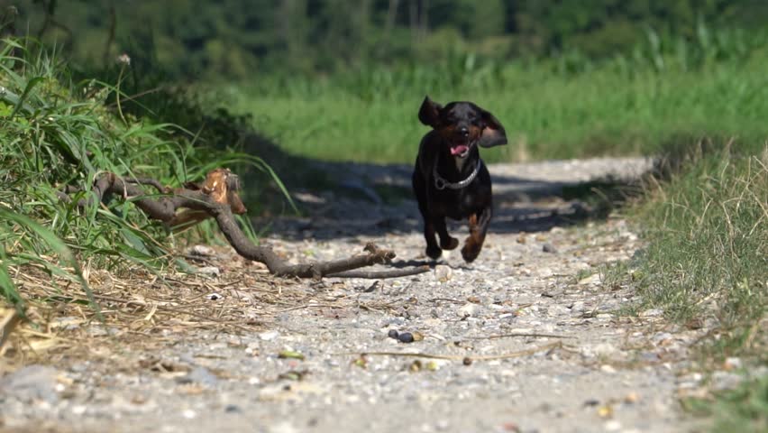 Slow Motion of a Happy Cute Dog Running towards the camera Royalty-Free Stock Footage #1015141708