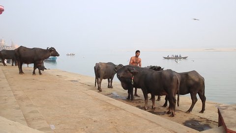 Varanasi, India, December 2015. A man washes water buffaloes in a ghat on the Ganges River.