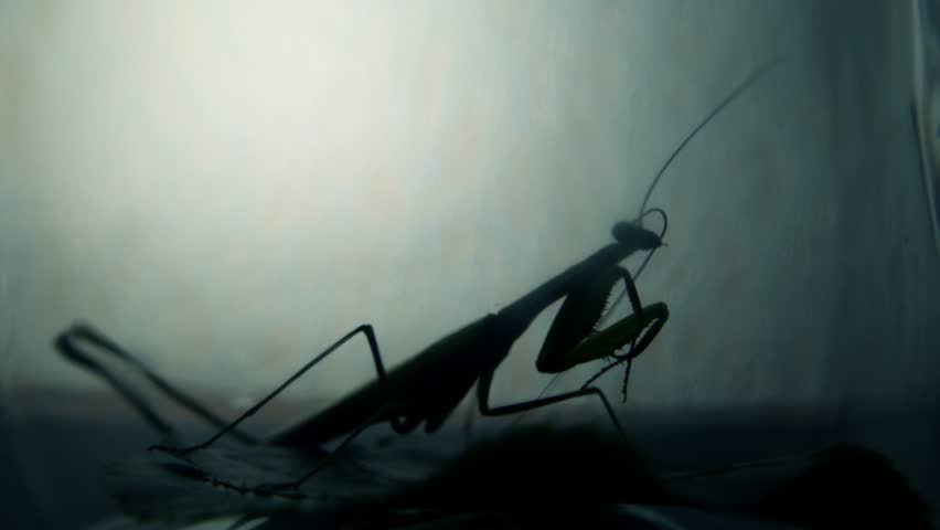 Insect predator. Silhouette of a living Mantis religiosa