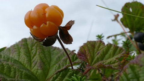 Cloudberry in the polar tundra against the cloudy sky and a small pine in the distance. Lapland, overcast summer day.