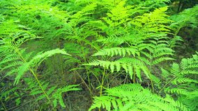 Thick thickets of fern.