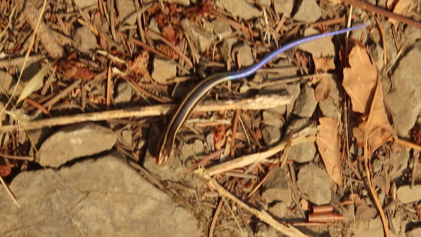 Juvenile Gilberts Skink with Blue Stock Footage Video (100% Royalty ...