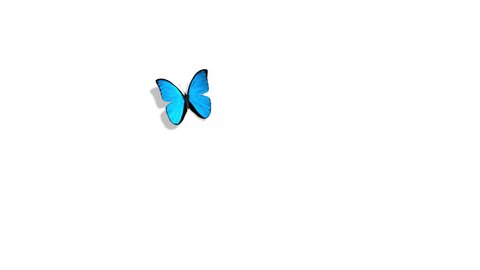 Morpho Menelaus Blue Butterfly Flying on a Green Background. Beautiful 3d animation. 
