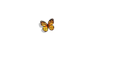 Orange Butterfly Flying on a Blue Background. 3d animation. 