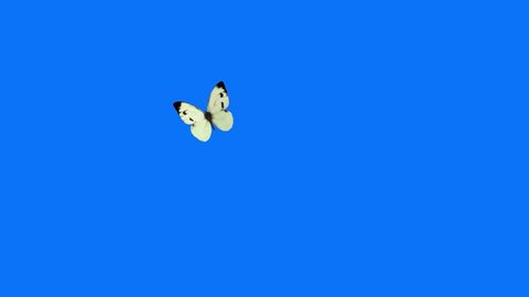 White Butterfly Cabbage Flying on a Blue Background. Beautiful 3d animation. 