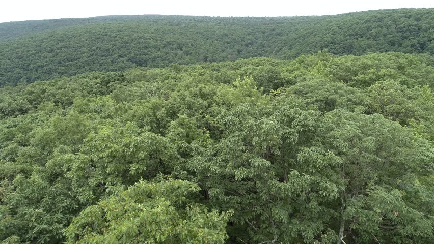 Northern Pennsylvania Forest Treetops