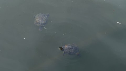 On a hot summer day, turtle swimming in the muddy water of the lake