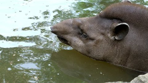 close-up, the tapir bathes in water, in a pond. on a hot summer day,
