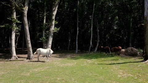 White horse in forest eating grass in sunny summer day