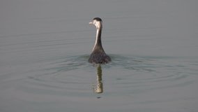 nestling of a water bird a grebes wims along the lake. Summer season, August.
