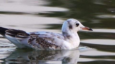 river gull rests on the surface of the lake's water. Summer season, August.