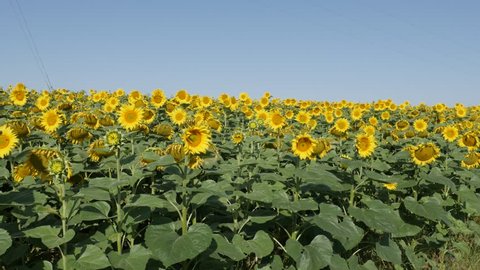 Sunflower (Helianthus annuus) field under blue sky 4K slow pan footage