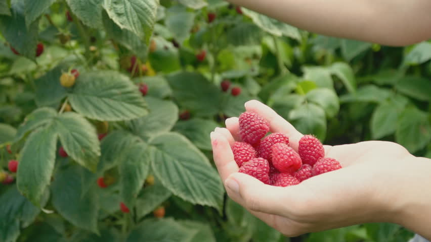 assembly raspberries closeup Royalty-Free Stock Footage #1015162129