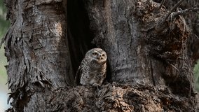 Cute spotted owlet  bird  perching in front of the hole nest  watching over photographer moving up and down,hd video.  
Funny owl bird,low angle view.
