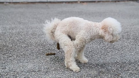 Pet poodle dog pooping feces outdoor on road