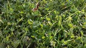background close-up of a green clover in the grass. green grass swaying by the wind on a summer sunny morning. left to rigth mooving