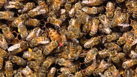 Honey bees crawl on honeycombs. A honeycomb full of honey. Bees seal honeycomb with honey. The queen bee is the queen of the beehive. The queen bee is marked with a pink marker.
