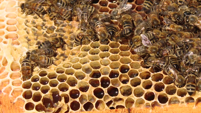 Honey Bees Crawl On Honeycombs Stock Footage Video 100 Royalty Free Shutterstock